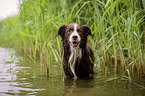Miniature Australian Shepherd