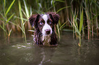 Miniature Australian Shepherd portrait