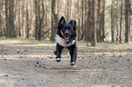 running Miniature Australian Shepherd