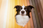 sitting Miniature Australian Shepherd