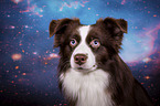 Miniature Australian Shepherd portrait