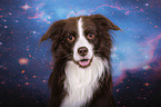 Miniature Australian Shepherd portrait