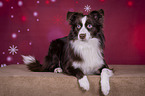 lying Miniature Australian Shepherd