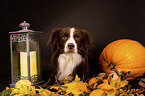 lying Miniature Australian Shepherd