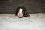 lying Miniature Australian Shepherd Puppy