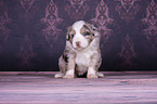sitting Miniature Australian Shepherd Puppy