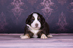 lying Miniature Australian Shepherd Puppy