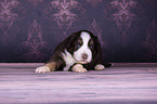lying Miniature Australian Shepherd Puppy