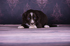 lying Miniature Australian Shepherd Puppy