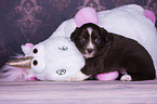sitting Miniature Australian Shepherd Puppy