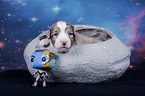 Miniature Australian Shepherd Puppy in a bowl