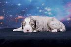 lying Miniature Australian Shepherd Puppy