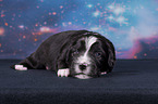 lying Miniature Australian Shepherd Puppy