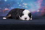 lying Miniature Australian Shepherd Puppy