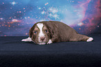 lying Miniature Australian Shepherd Puppy