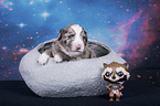 Miniature Australian Shepherd Puppy in a bowl