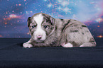 lying Miniature Australian Shepherd Puppy