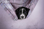 Miniature Australian Shepherd Puppy