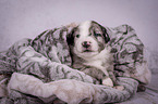 Miniature Australian Shepherd Puppy