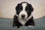 lying Miniature Australian Shepherd Puppy
