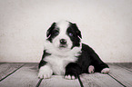 lying Miniature Australian Shepherd Puppy