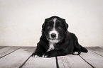 lying Miniature Australian Shepherd Puppy