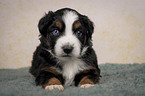 lying Miniature Australian Shepherd Puppy
