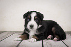 lying Miniature Australian Shepherd Puppy