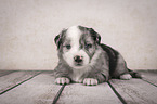 lying Miniature Australian Shepherd Puppy
