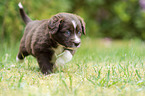 walking Miniature Australian Shepherd Puppy