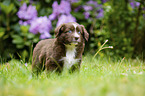 standing Miniature Australian Shepherd Puppy