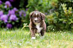 walking Miniature Australian Shepherd Puppy