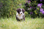 standing Miniature Australian Shepherd Puppy