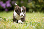 walking Miniature Australian Shepherd Puppy