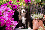 sitting Miniature Australian Shepherd Puppy
