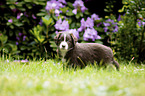 standing Miniature Australian Shepherd Puppy