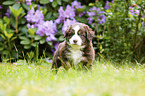walking Miniature Australian Shepherd Puppy