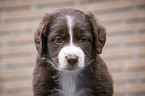 Miniature Australian Shepherd Puppy portrait