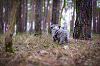 standing Miniature Australian Shepherd Puppy