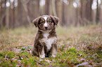 sitting Miniature Australian Shepherd Puppy