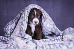 Miniature Australian Shepherd Puppy