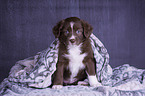 sitting Miniature Australian Shepherd Puppy