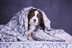 Miniature Australian Shepherd Puppy