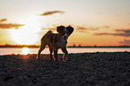 walking Miniature Australian Shepherd Puppy