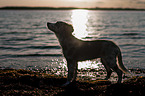 standing Miniature Australian Shepherd Puppy