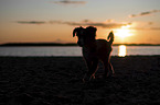 walking Miniature Australian Shepherd Puppy