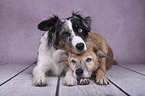 Miniature Australian Shepherd with Mongrel