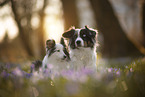 Miniature Australian Shepherd with Sheltie