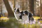 Miniature Australian Shepherd with Sheltie