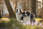 Miniature Australian Shepherd with Sheltie